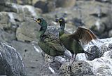 European Shag